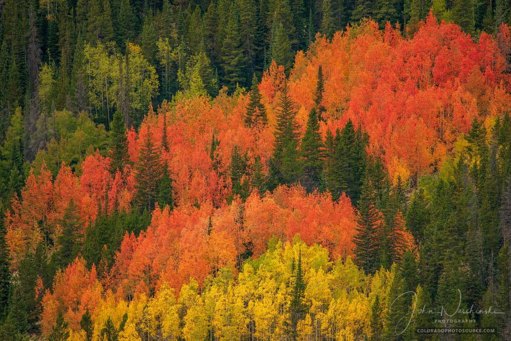 Photo of Grove of Yellow & Orange Aspen Trees on Mountain with Tall Pines - RMNP