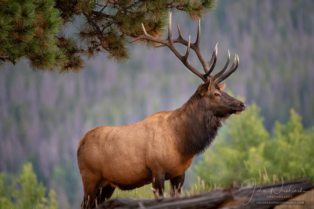 Photograph of Majestic Colorado Bull Elk listening to Calls of Other Elk - RMNP