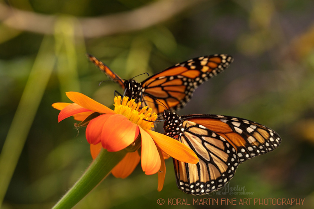 Monarch Butterfly Photograph on Zinnia 6237 | Butterfly Photography | Koral Martin Fine Art Photography