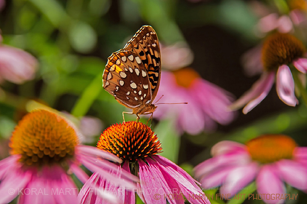Butterfly on Coneflower 4274 | Butterfly Photography | Koral Martin Fine Art Photography