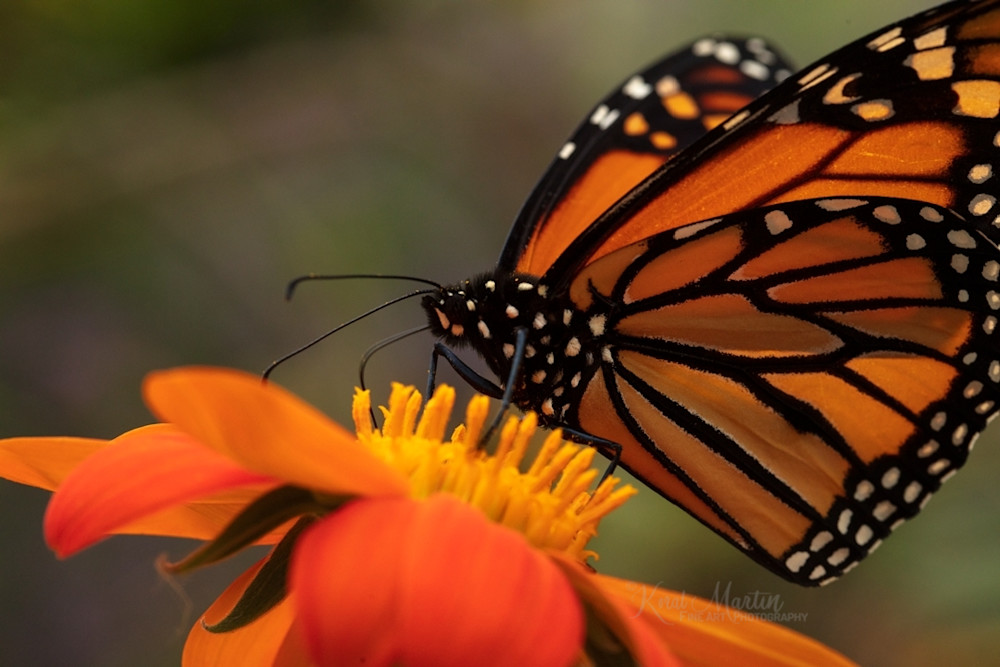 Monarch butterfly on zinnia Photograph 6261 | Butterfly Photography | Koral Martin Fine Art Photography