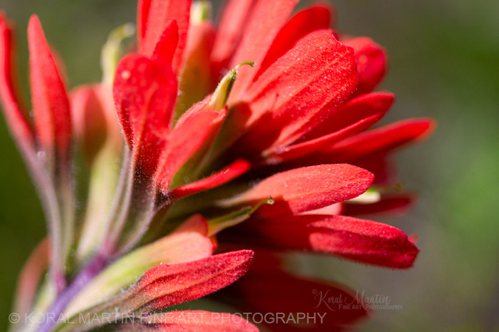 Close up Indian Paintbrush Macro Flower Art Macro Nature 
