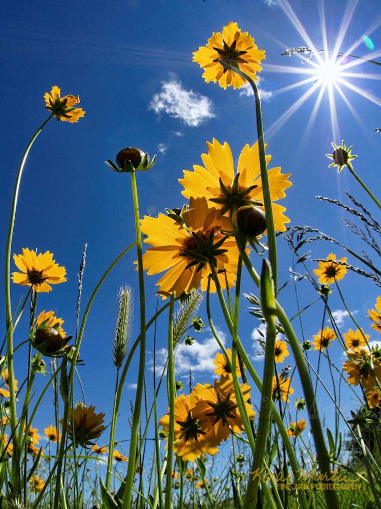 yellow wildflower wallpaper