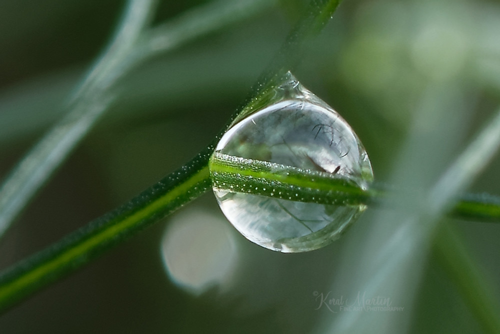 fine art macro photography