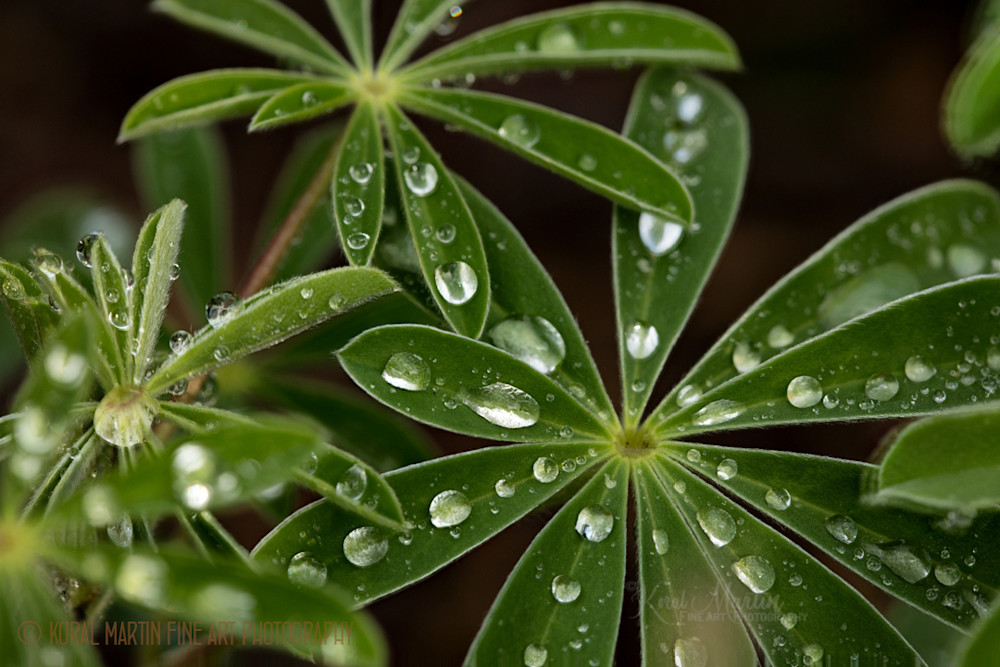 fine art macro photography
