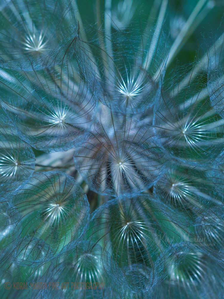 fine art macro photography