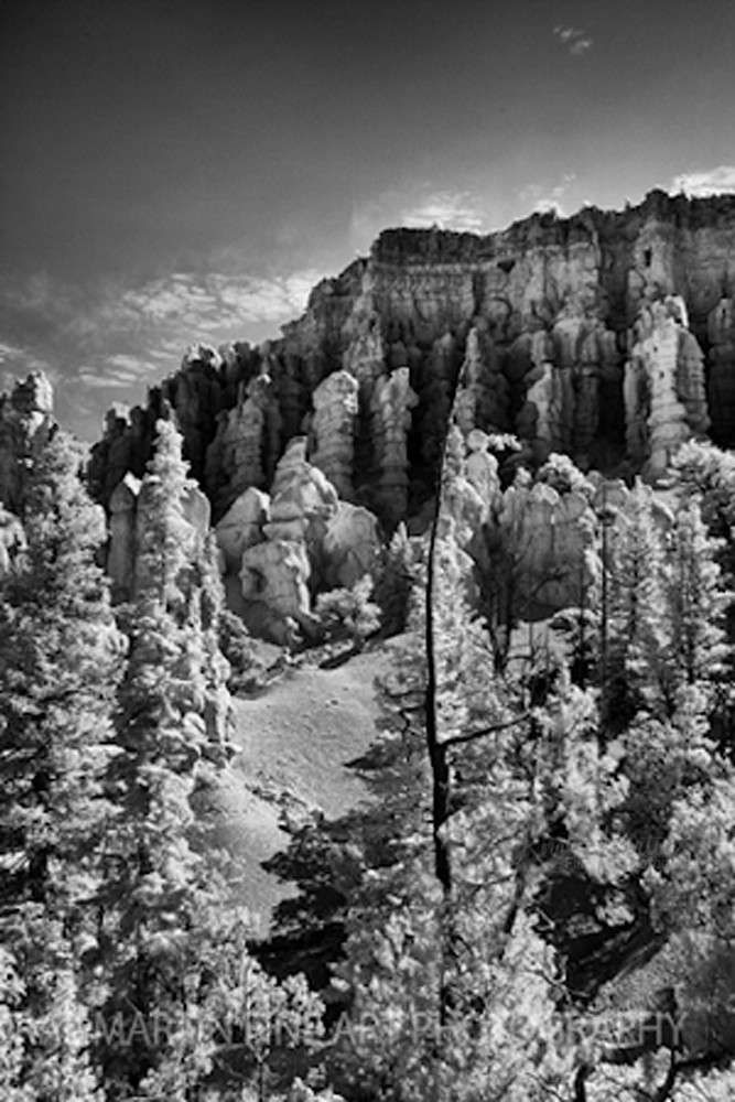 Infrared Bryce Canyontree5495  | Infrared Photography | Koral Martin Fine Art Photography