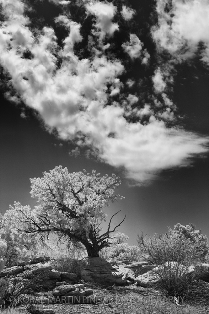 Infrared Bristol Cone Pine Photograph 5662  | Infrared Photography | Koral Martin Fine Art Photography