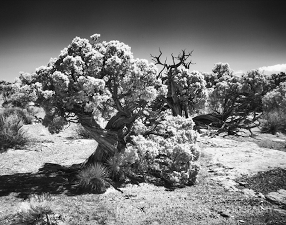 Infrared Canyonlands Tree Photograph 566  | Infrared Photography | Koral Martin Fine Art Photography