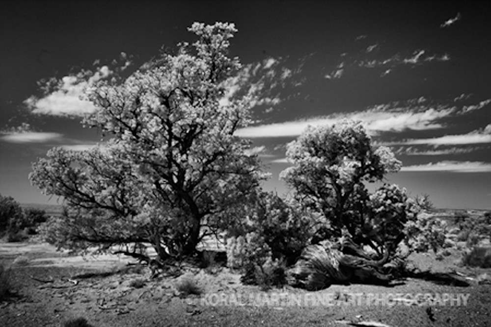 Infrared Canyonlands Tree5657  | Infrared Photography | Koral Martin Fine Art Photography