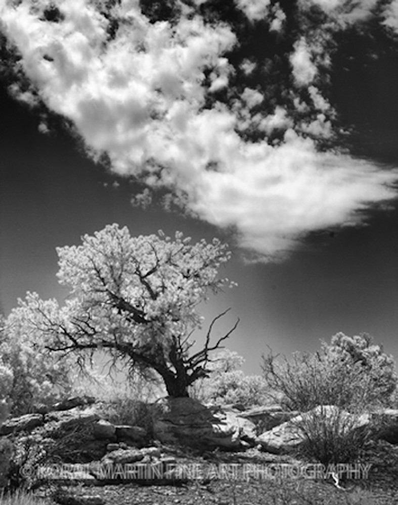 Infared Canyonlands Tree 5662    Photograph | Infrared  Photography |  Koral Martin Fine Art Photography