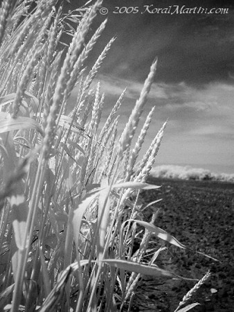 Infrared Wheat | Infrared Photography | Koral Martin Fine Art Photography