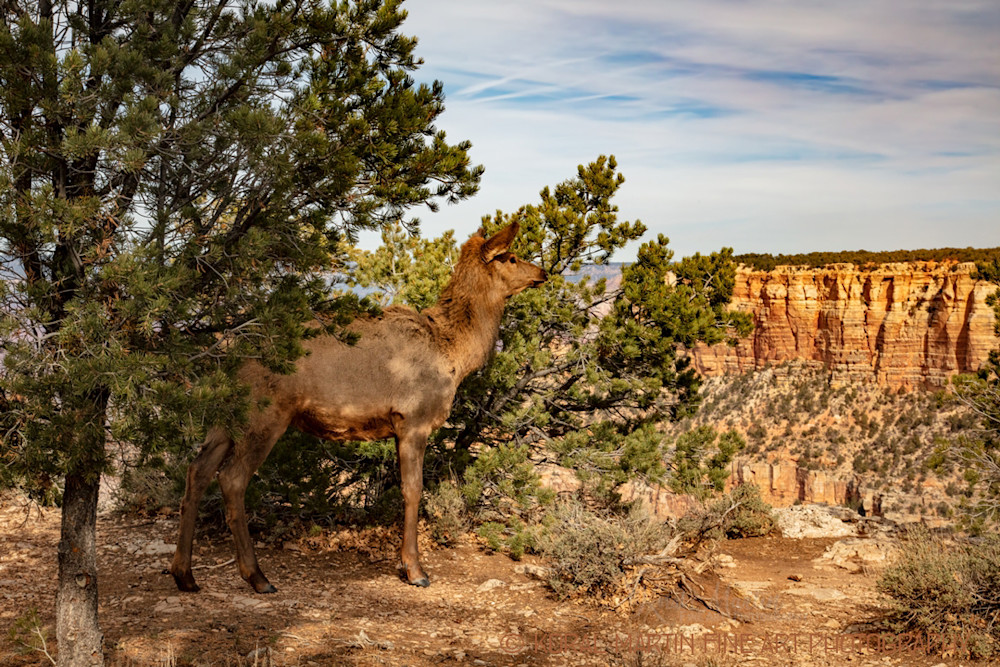 Grand Canyon Elk Photograph 3312 | Arizona Photography | Koral Martin Fine Art Photography