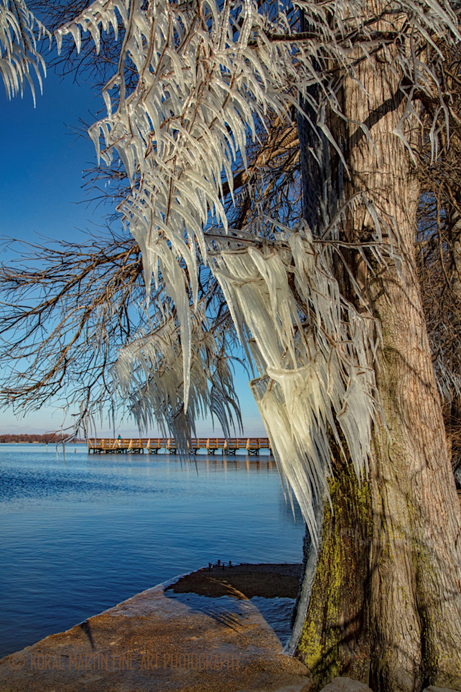Cypress with Ice Reelfoot Lake Peer Photograph 8001