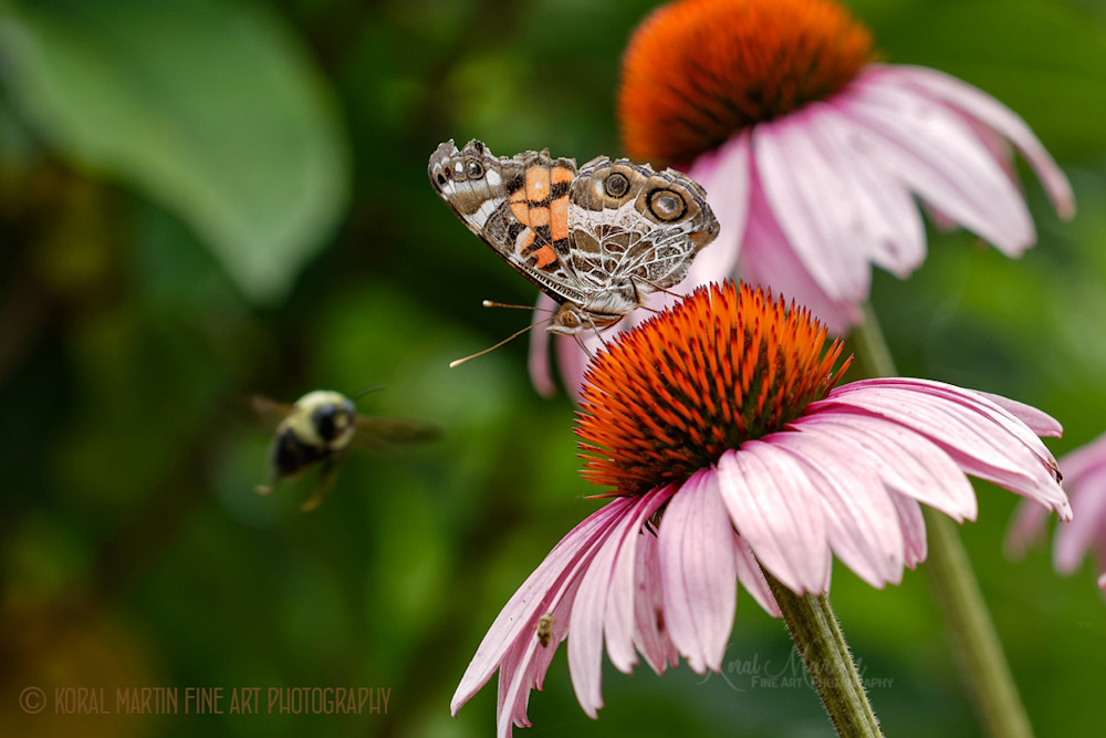 Butterfly and Bee on Flower Photograph 9528 | Insect Photography | Koral martin Fine Art Photography