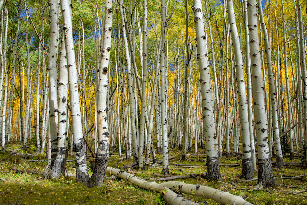 Aspen Grove Dark Canyon Photograph 4408 | Colorado Photography | Fall in Colorado | Kebler  Pass | Koral Martin Fine Art Photography