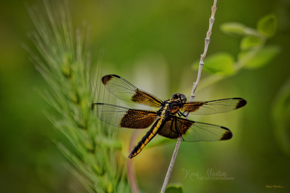 Dragonflies 6647 Fs Photography Art | Koral Martin Fine Art Photography
