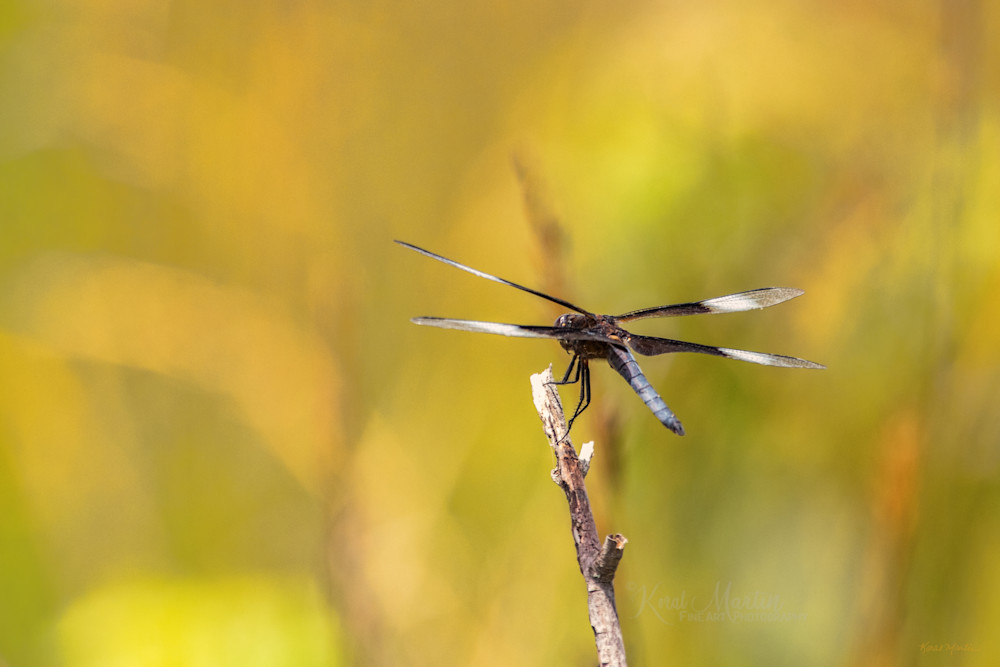 Dragonflies     6587 Photography Art | Koral Martin Fine Art Photography