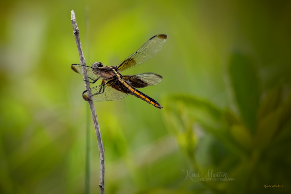 Dragonflies  6608 Photography Art | Koral Martin Fine Art Photography