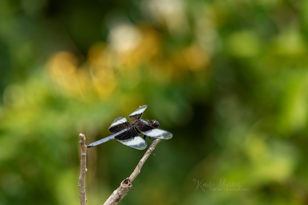 Dragonflies  6624 Photography Art | Koral Martin Fine Art Photography