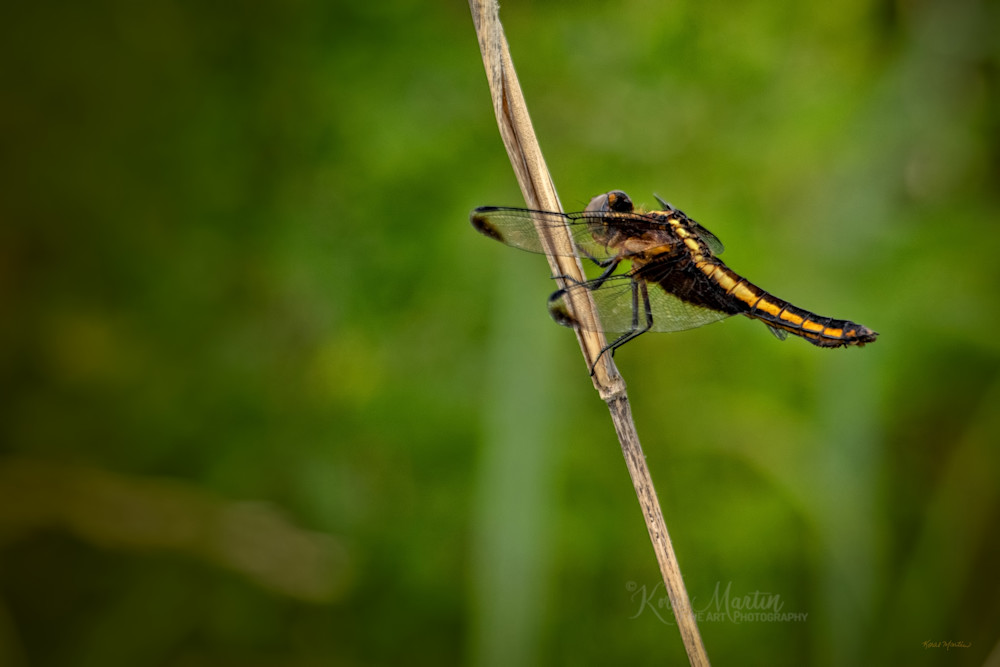 Dragonflies  6610 20 1 Fs Photography Art | Koral Martin Fine Art Photography