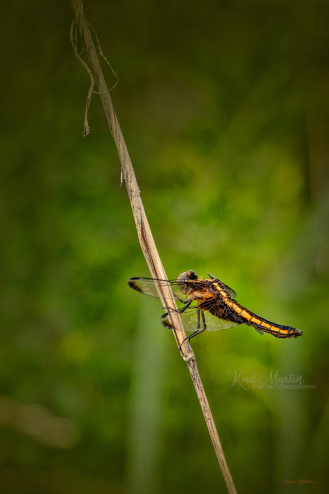 Dragonflies  6610 Photography Art | Koral Martin Fine Art Photography