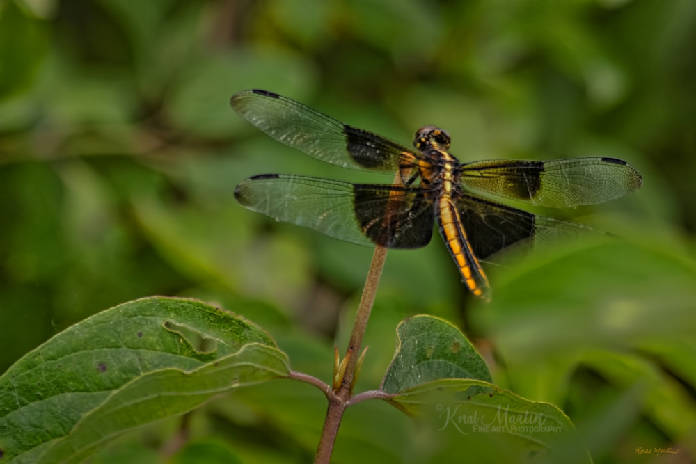 Widow Skimmer Dragonfy Photography Art | Koral Martin Fine Art Photography