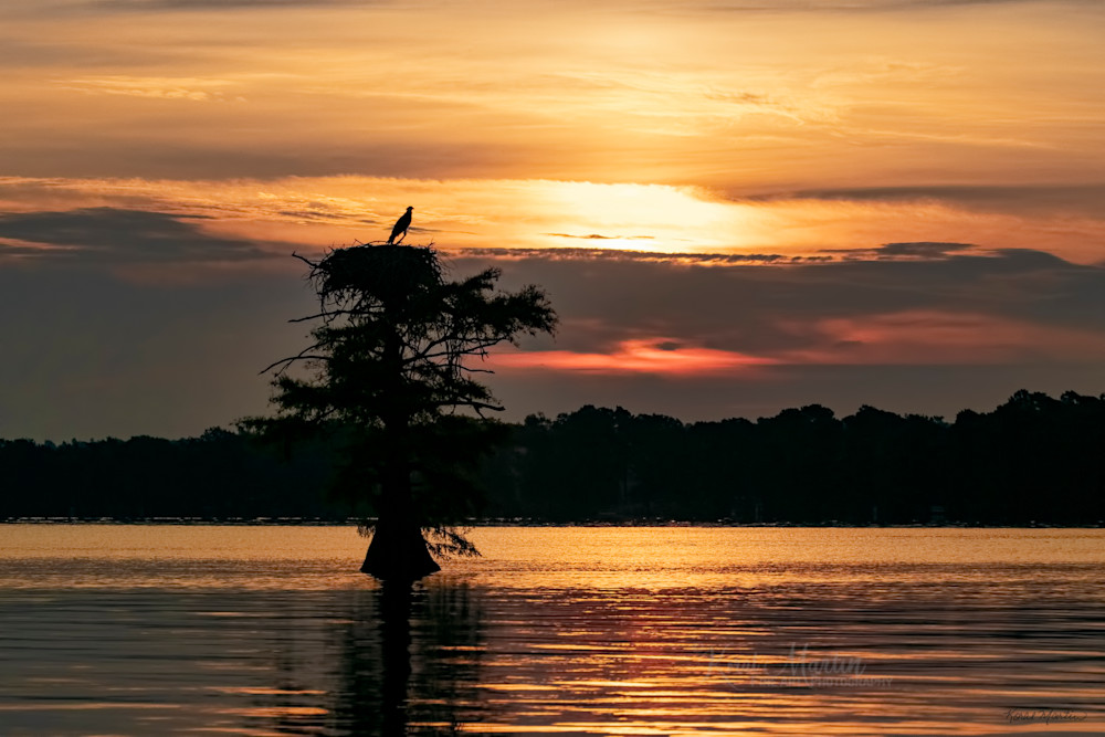 Osprey Nest At Sunrise At Reelfoot Lake Photography Art | Koral Martin Fine Art Photography