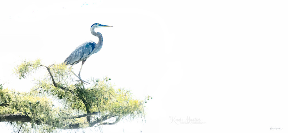Atop The Cypress   Blue Heron 9027 Photography Art | Koral Martin Fine Art Photography