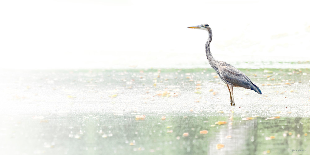 On The Lookout   High Key Great Blue Heron Photography Art | Koral Martin Fine Art Photography