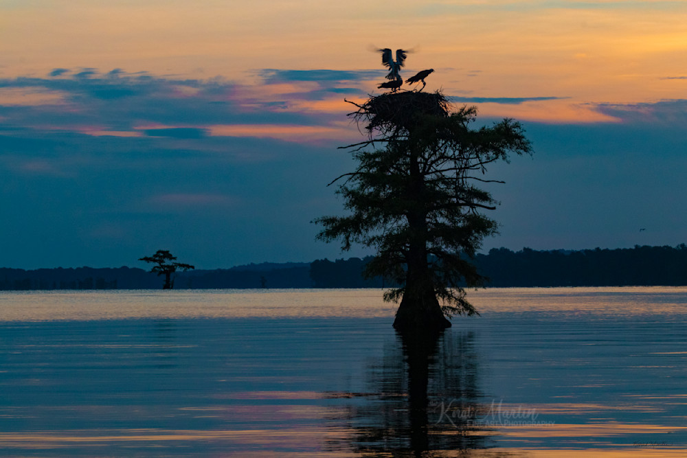 Bringing In The Morning    Sunrise On Reelfoot Lake With Osprey Photography Art | Koral Martin Fine Art Photography