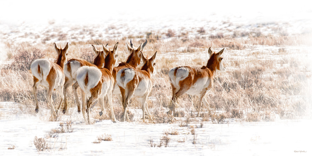 High Tailing It  Pronghorn Antelope  0117 High Key Photography Art | Koral Martin Fine Art Photography