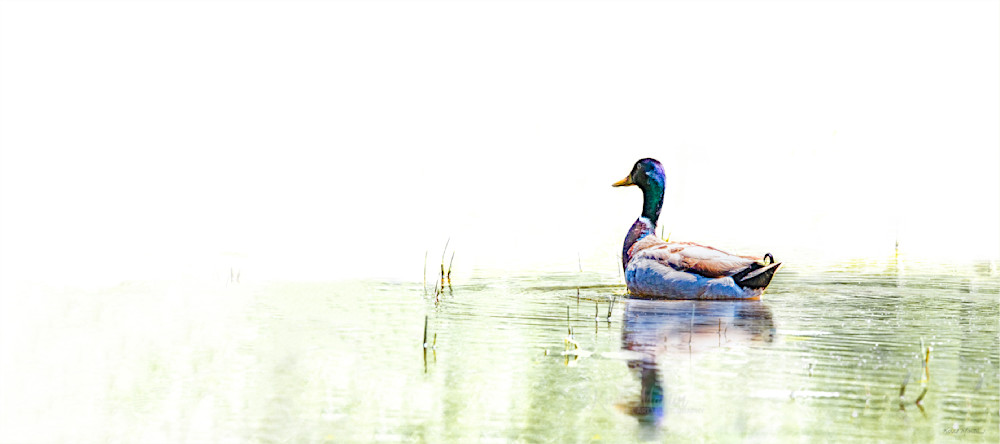 Just A Swimmin'   Mallard Duck 1251 High Key Photography Art | Koral Martin Fine Art Photography