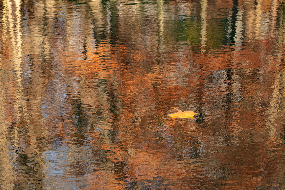 Amidst    Leaf And Tree Reflection  3692 Photography Art | Koral Martin Fine Art Photography