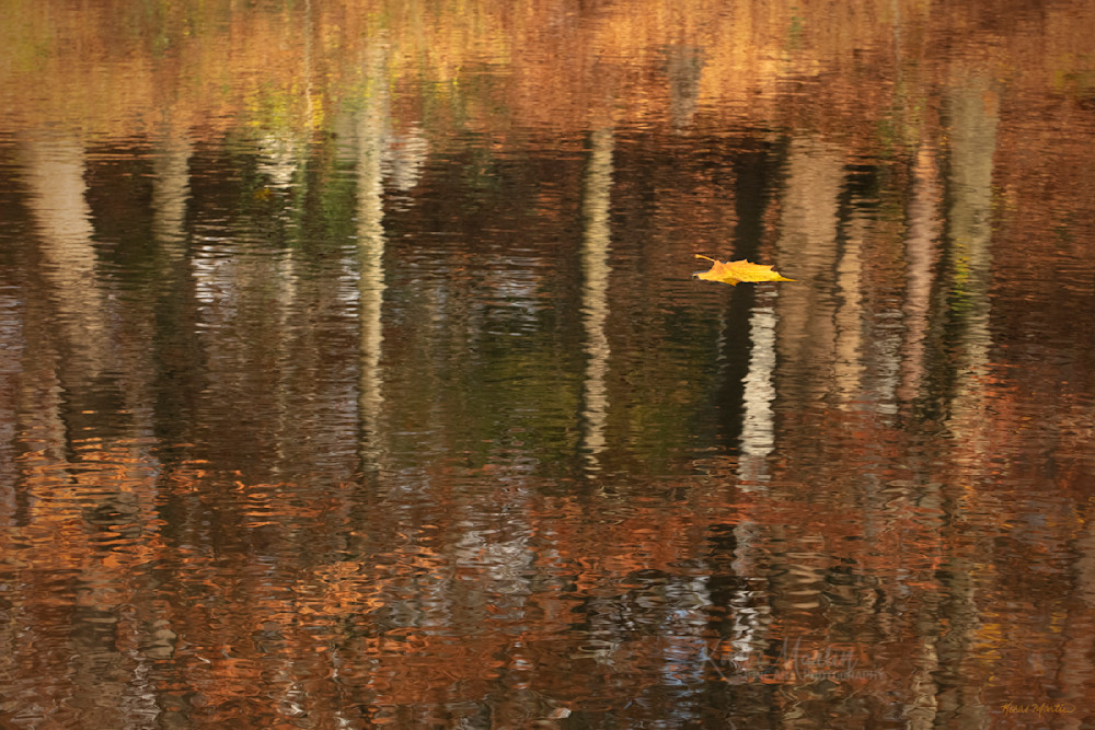 Reflecting   Leaf In Pond Photography Art | Koral Martin Fine Art Photography