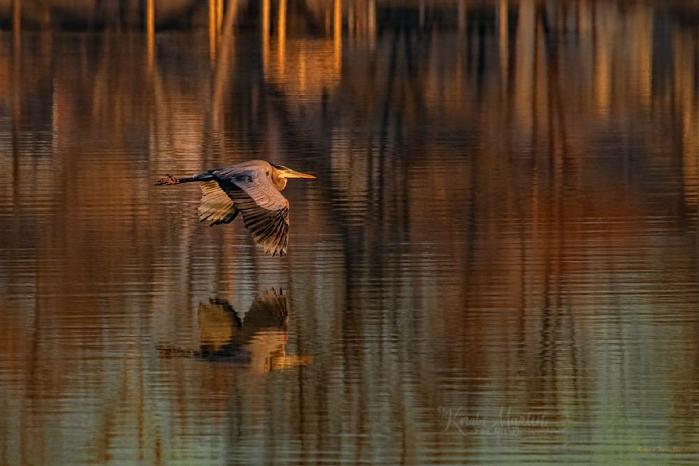 Perfect Moment In Time     Heron Flying Over Kellegg Lake  0687 Photography Art | Koral Martin Fine Art Photography