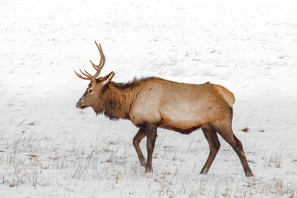 Elk In High Key Photography Art | Koral Martin Fine Art Photography