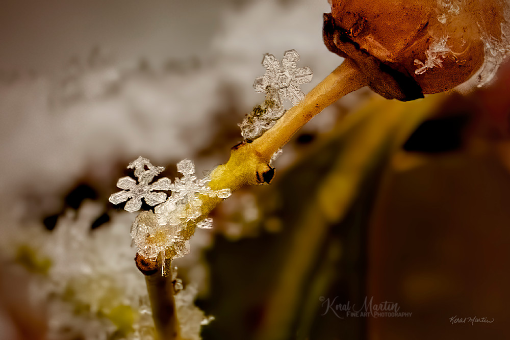 Unique Snowflakes Up Close 9007 Photography Art | Koral Martin Fine Art Photography
