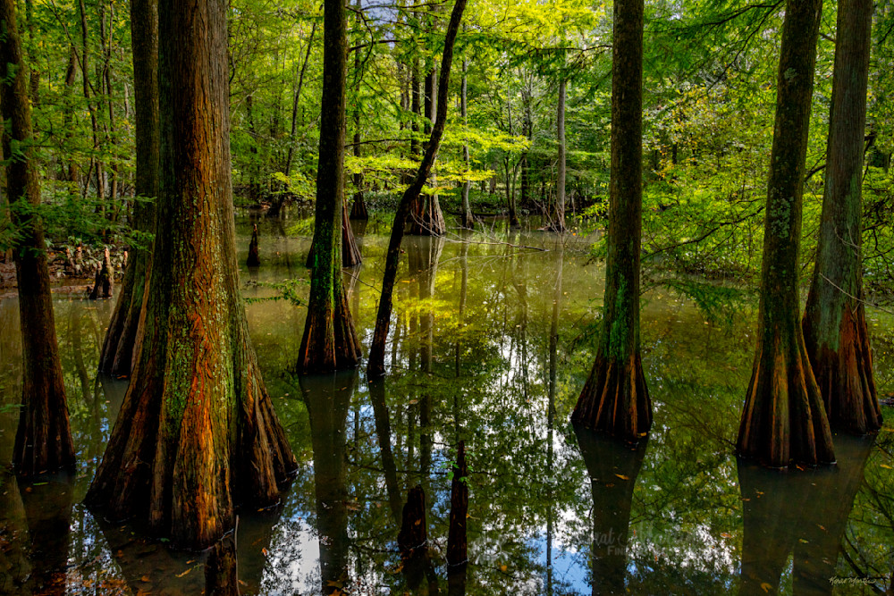 Meandering    Cypress Trees At Reelfoot Photography Art | Koral Martin Fine Art Photography