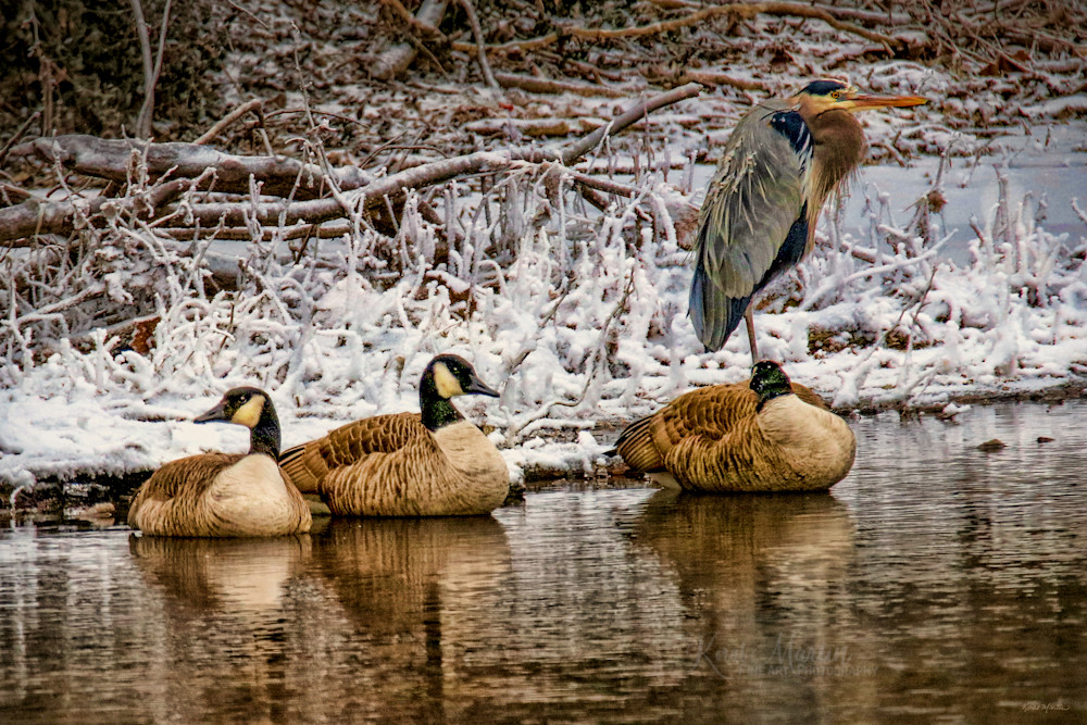 Huddling   Geese And Blue Heron Photography Art | Koral Martin Fine Art Photography