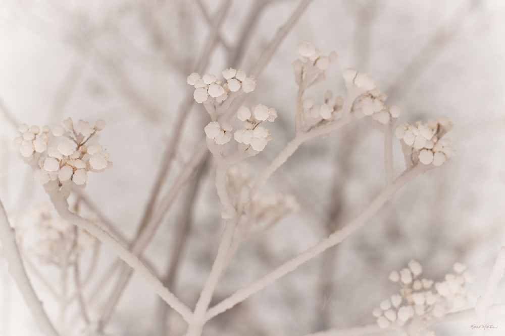 Misty Ice    Ice On Seed Pods Photography Art | Koral Martin Fine Art Photography