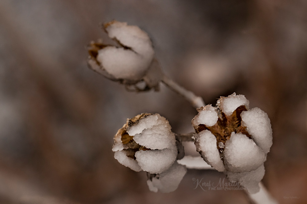 Ice On Seed Pods 1242 Fss Photography Art | Koral Martin Fine Art Photography