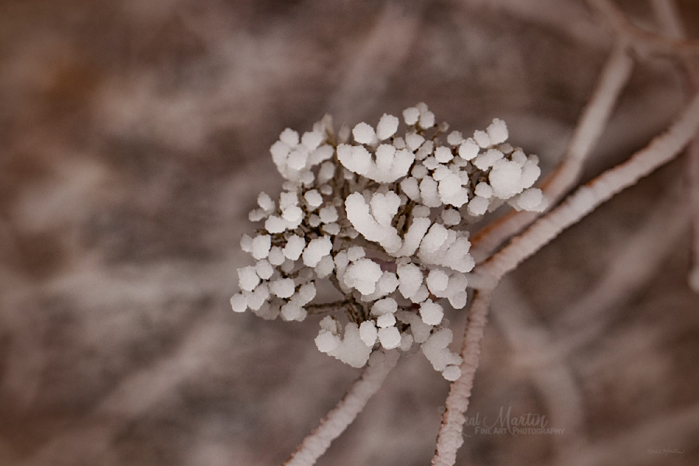 Ice On Seed Pods 1265 Fss Photography Art | Koral Martin Fine Art Photography