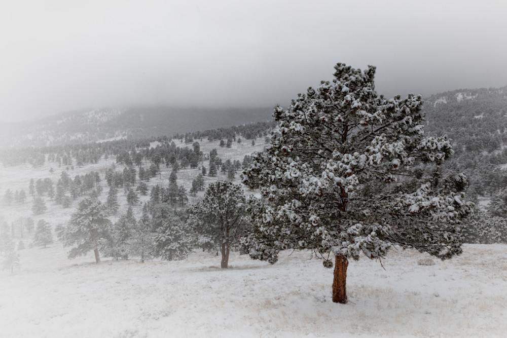 Snowy Day At Rocky Mountain National Park Photography Art | Koral Martin Fine Art Photography