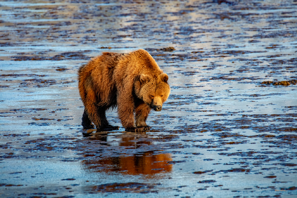 Reflections on The Bear