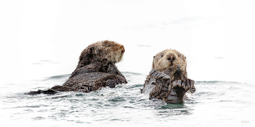 Spinning Time   Sea Otters    High Key Photography Art | Koral Martin Fine Art Photography