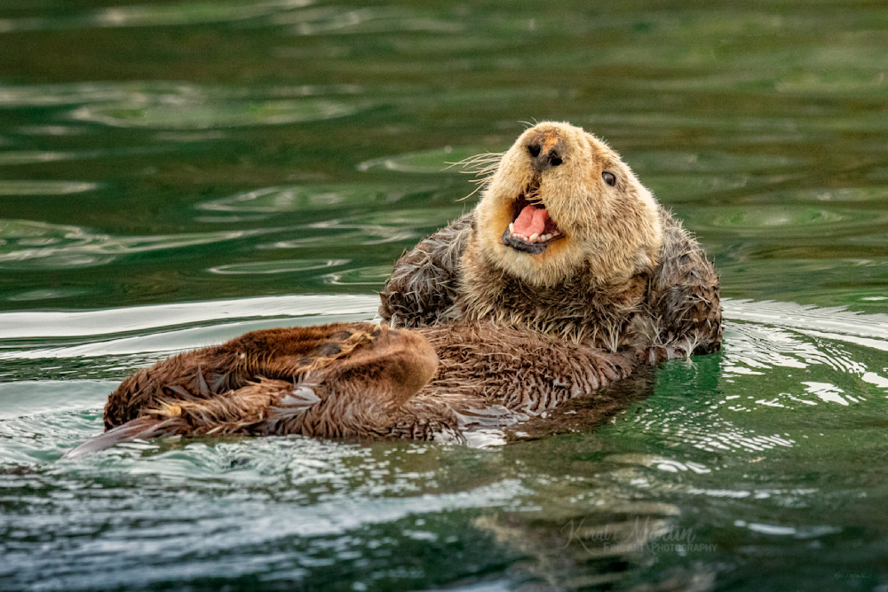 Life Is Good    Laughing Sea Otter    Kachemak Bay Photography Art | Koral Martin Fine Art Photography