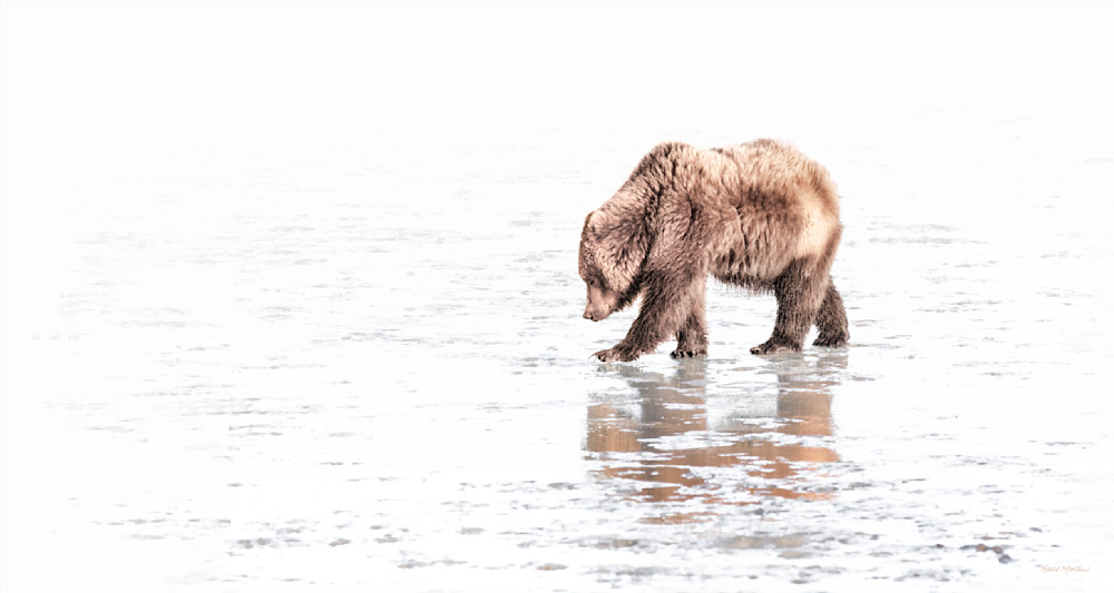 On A Clam Hunt,  Coastal Brown Bear   High Key  Photography Art | Koral Martin Fine Art Photography