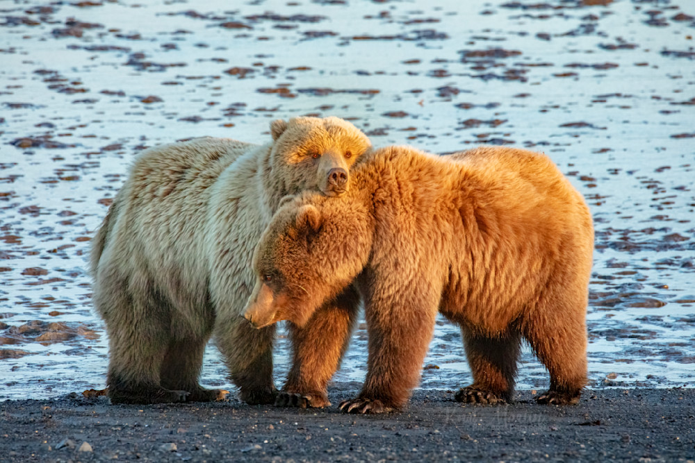 Cuddle Time   Coastal Brown Bears Photography Art | Koral Martin Fine Art Photography