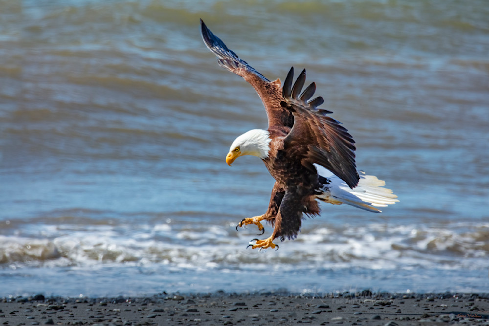 Cleared To Land    Bald Eagle Photography Art | Koral Martin Fine Art Photography
